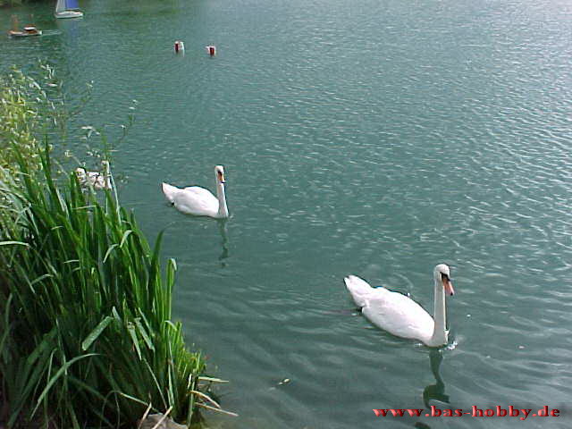 Rotter See 1999 37WEB